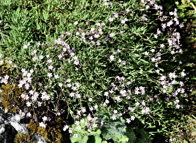 Gypsophila repens